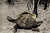 schelppad